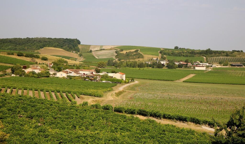 Vignoble cognac